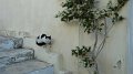 Syros cat 3
